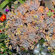 IMG-7426