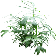 planta1