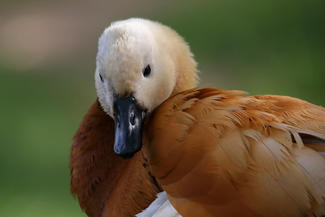 323