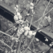 DSCF3955