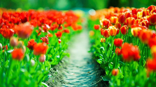 spring-028