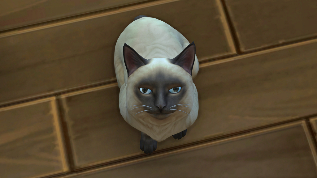 image.jpg