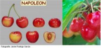 Variétés de cerises: Napoleon