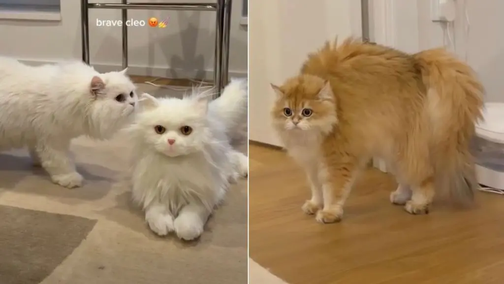 Feline Frenzy: Cats Stunned by Fake Feline Intruder