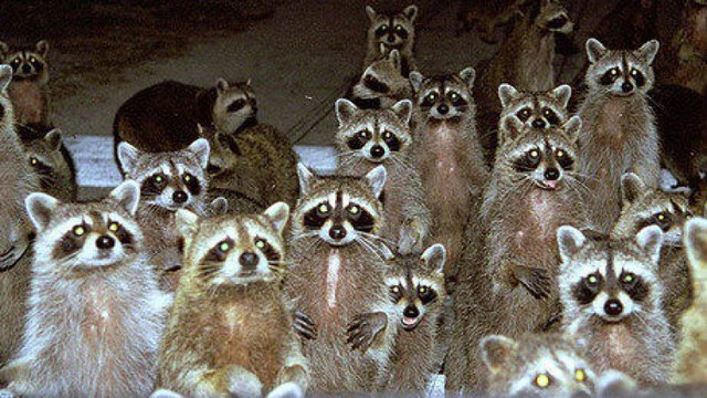 Racoons-waiting.jpg