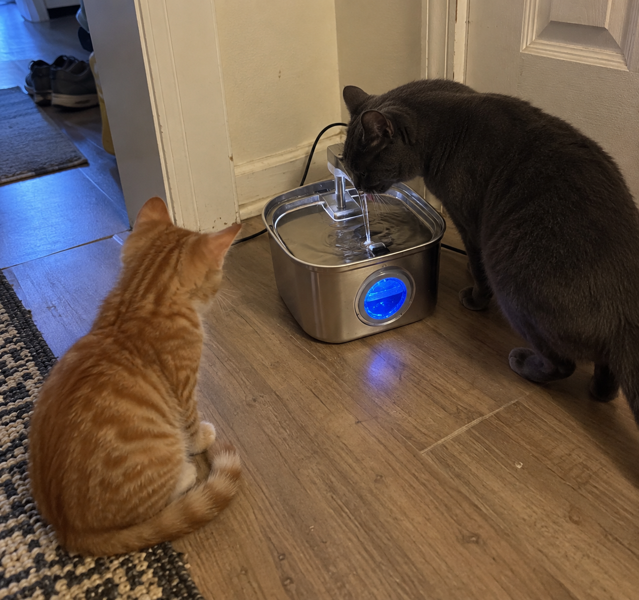 Large cat using fountain