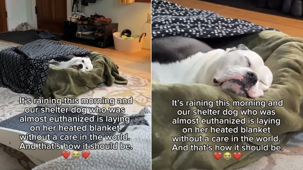 Rescued Shelter Dog Finds Comfort After Narrow Escape from Euthanasia