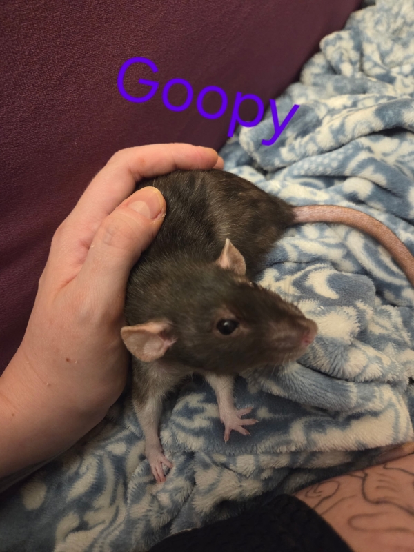 goopy
