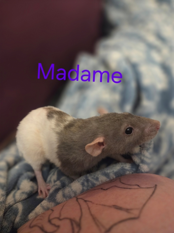 madame2