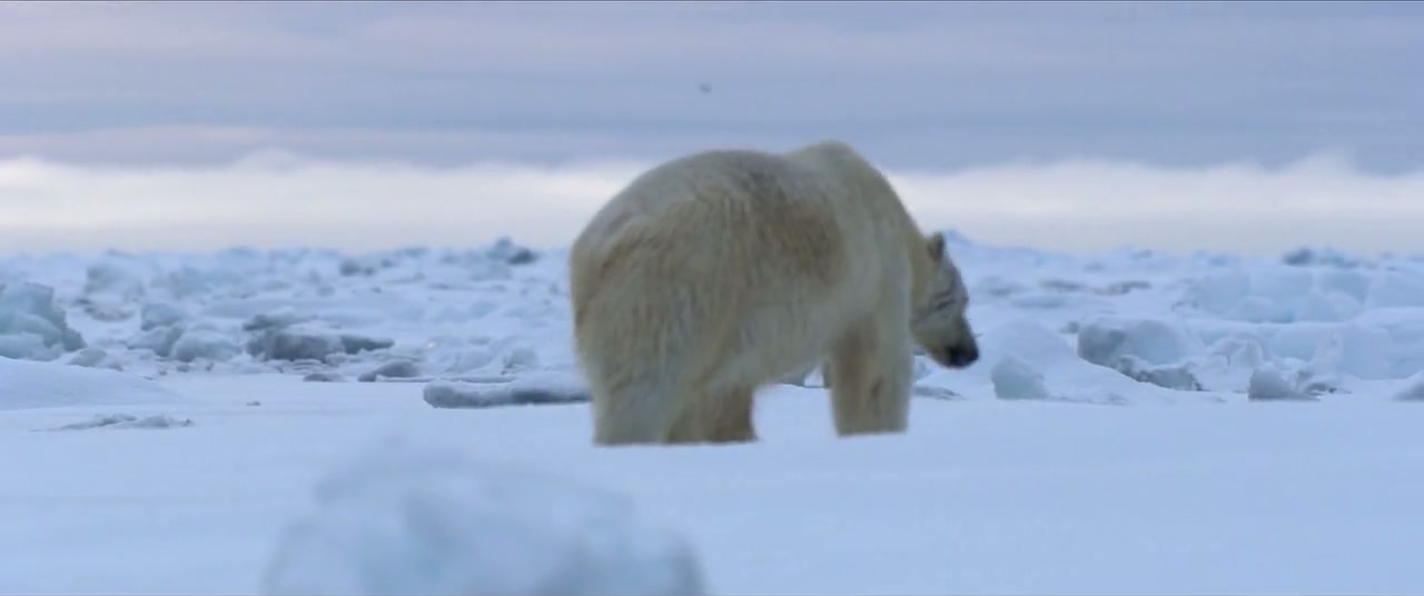 Polar Bear Screenshot