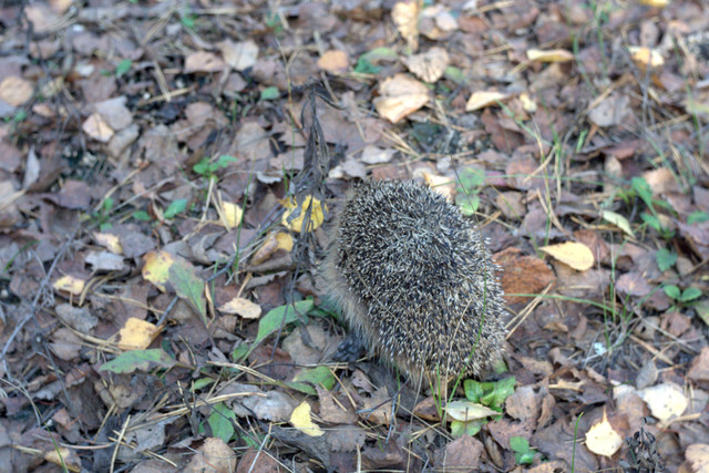 DSC7472-result.jpg
