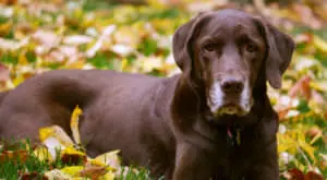 Boost Your Labrador's Skin and Coat Health