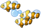 Clownfish
