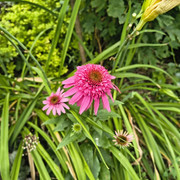 echinacea1