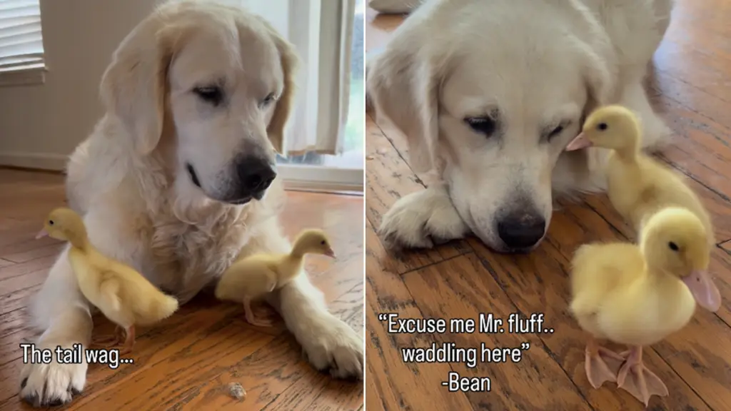 Golden Retriever's Heartwarming Reunion with Baby Chicks