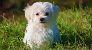 Achieving a Healthier Coat for Your Maltese Made Easy
