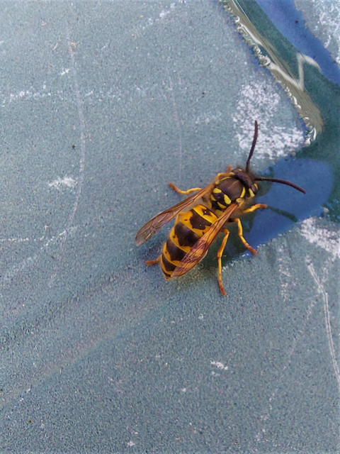 Wasp