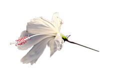 fleur 6.png