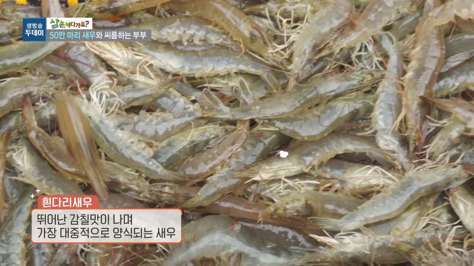 생방송투데이 50만마리새우와 씨름하는 부부 추가 캡처 2