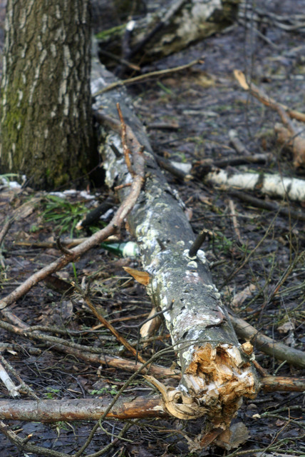 DSC8395.jpg