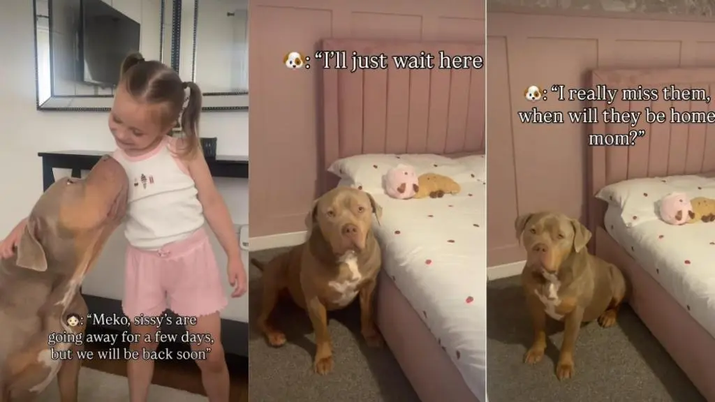 Bully Dog Sniffs Sisters' Pillow to Cope with Their Absence