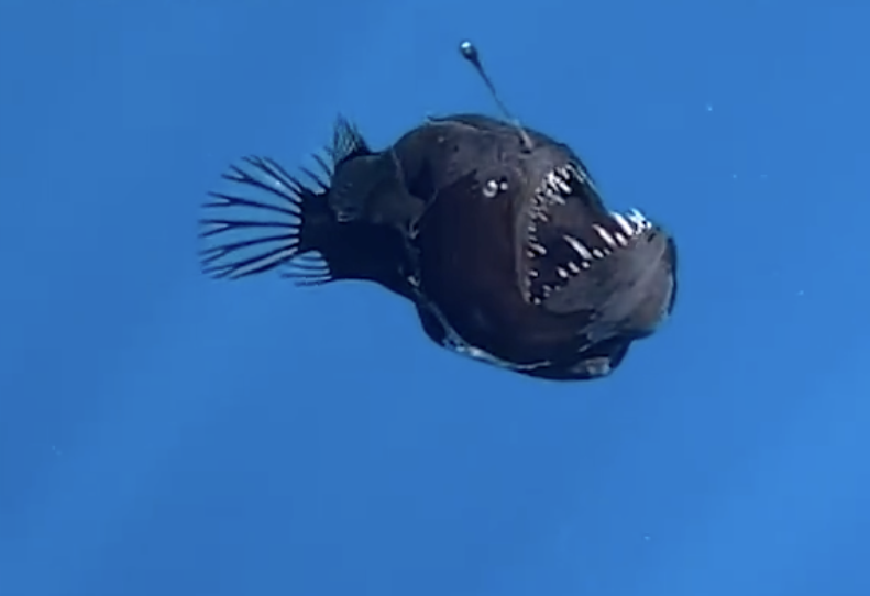 A screenshot from a video showing a female black seadevil anglerfish swimming upwards near the surface of the ocean