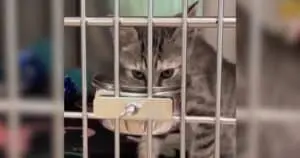 Deadly Cat Virus Now Threatening Adult Felines, Vets Warn