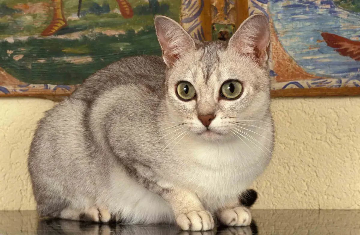 Your Cat's Long Memory: What They Won't Forget
