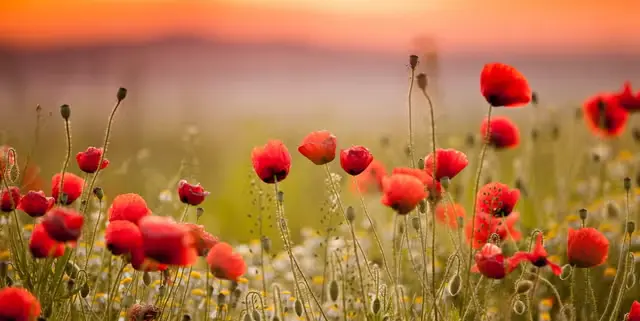 The Red Poppy Tradition on Memorial Day