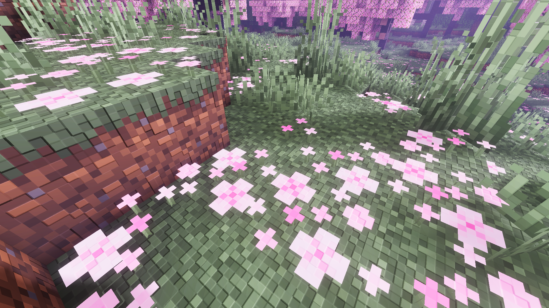 cherry petals closeup