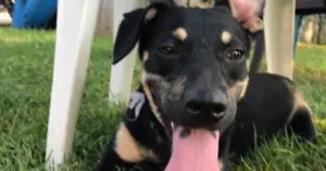 Malnourished Puppy Found Living in Bank Robber's Home Walls Gets Second Chance