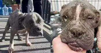 Rescued Pup's Wardrobe Overhaul Brings Joy