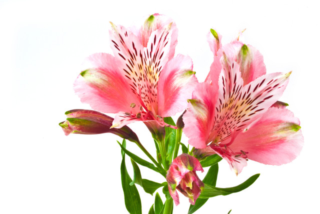shutterstock 51457585.jpg