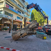 Δεντρο πλατεια Λαου026