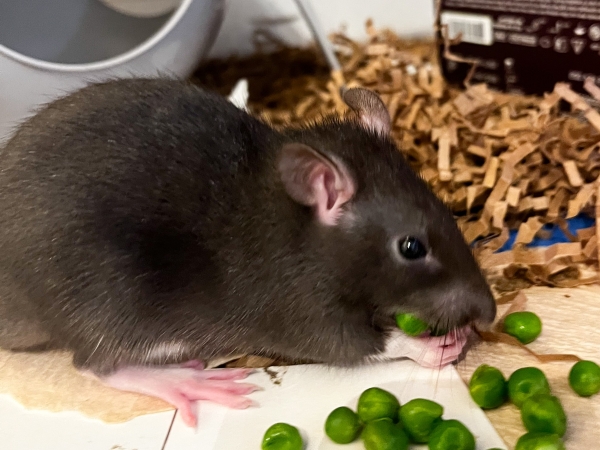 pippin