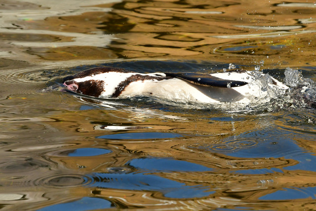 Penguin swimming at the surface of the pool