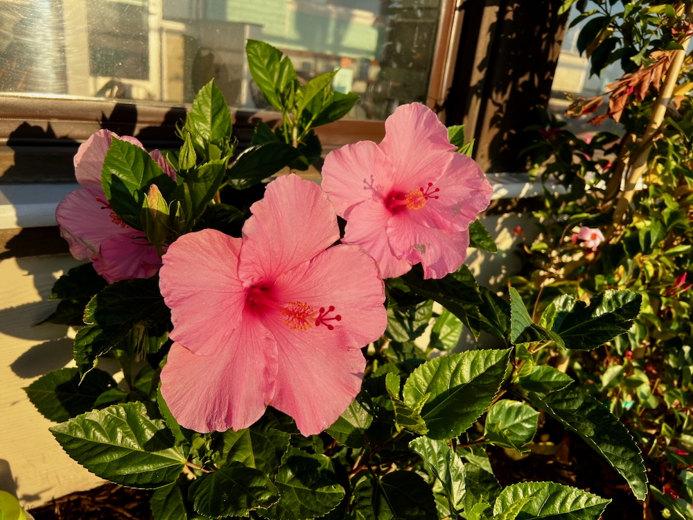 30+ лет в США. Заметки русско-американского пенсионера.