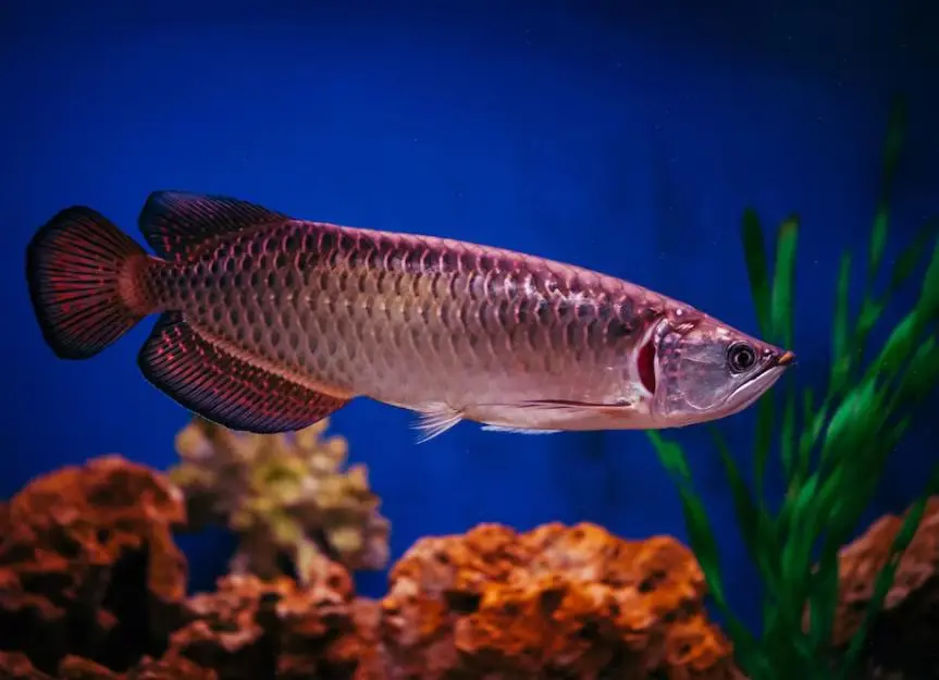 Caring for Arowanas: A Challenging yet Rewarding Experience