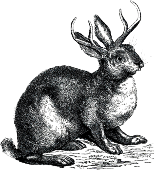 jackalope