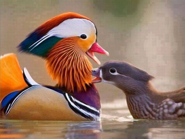 animali