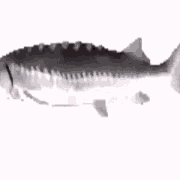 fish-spinning