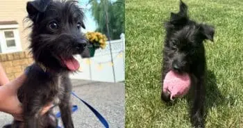 Tiny Terrier Mix Steals Hearts and Sofas Across the Nation