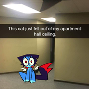 cat