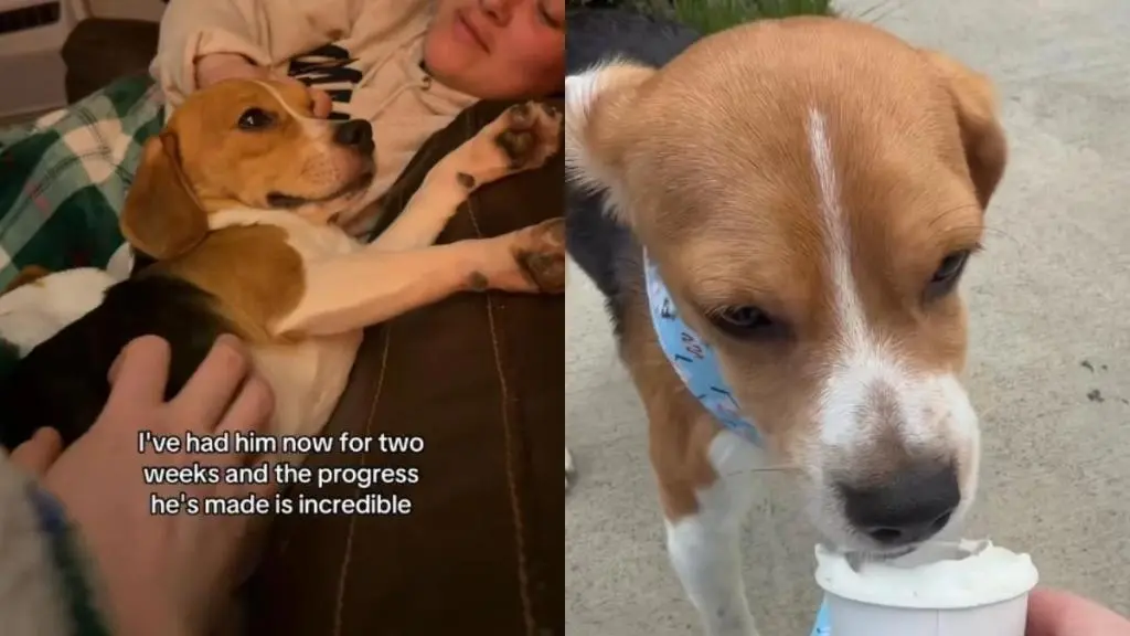 Foster Dog Daffy Overcomes Past Trauma After Lab Rescue