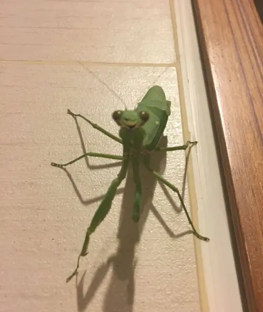 mantis-source-image