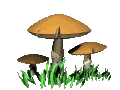 IMG-2629gif