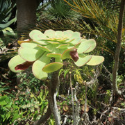 Parque e Palácio de Monserrate (34a)