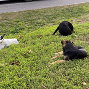 IMG-6029