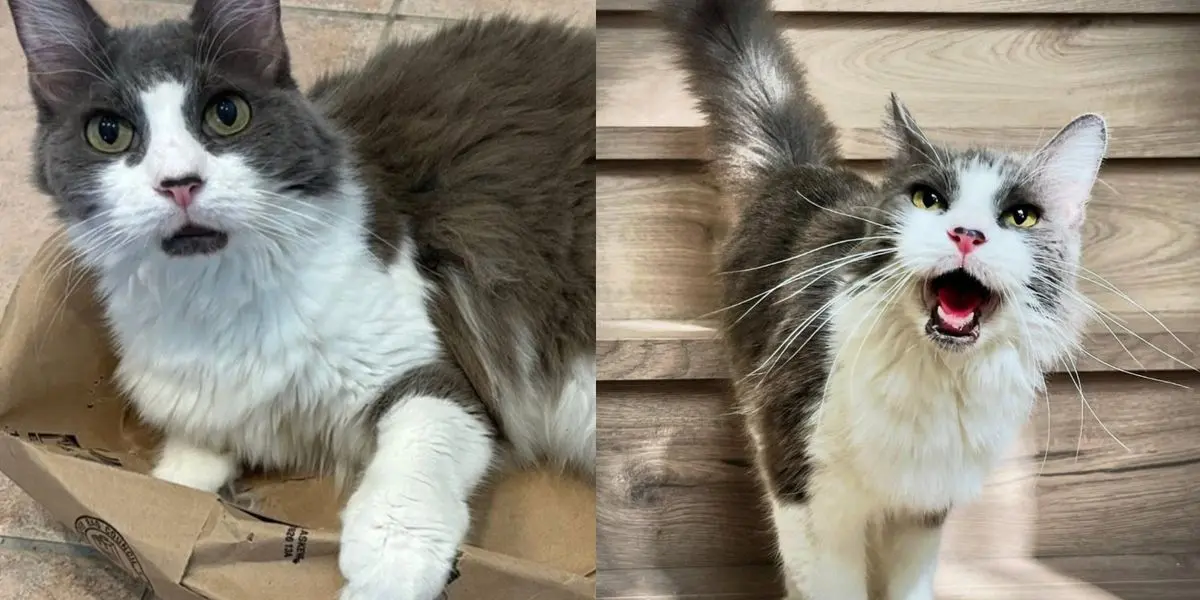 Senior Cat’s Hiss Turns Into a Tale of Trust After Rescue Trap