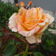 DSC06013-5